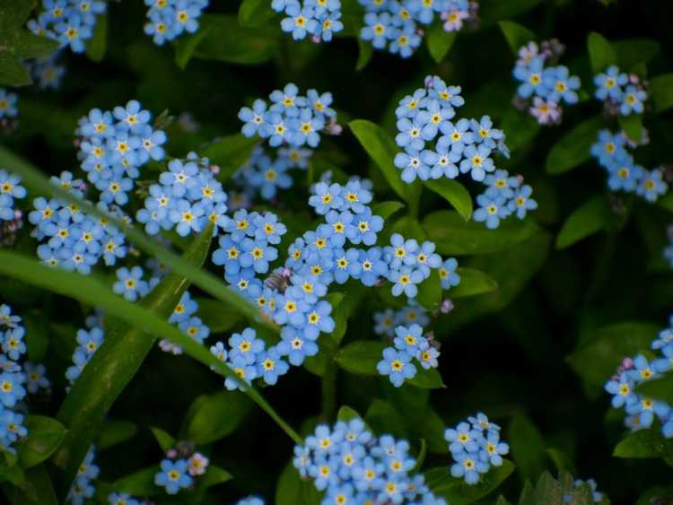 You are currently viewing Compagnons du myosotis : des plantes qui poussent avec des myosotis