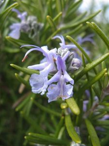 Lire la suite à propos de l’article Cultiver du romarin bleu toscan : comment prendre soin des plantes de romarin bleu toscan