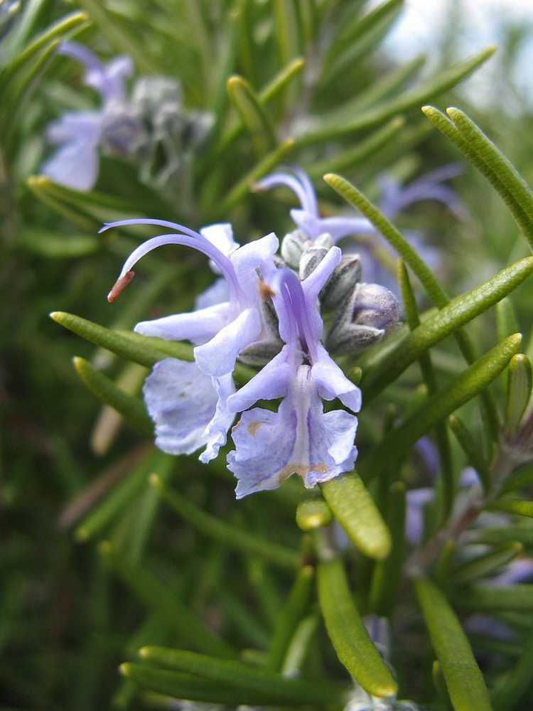 You are currently viewing Cultiver du romarin bleu toscan : comment prendre soin des plantes de romarin bleu toscan