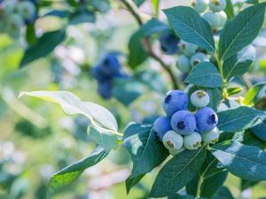 Lire la suite à propos de l’article Traitement de la brûlure Botrytis des bleuets – En savoir plus sur la brûlure Botrytis des bleuets