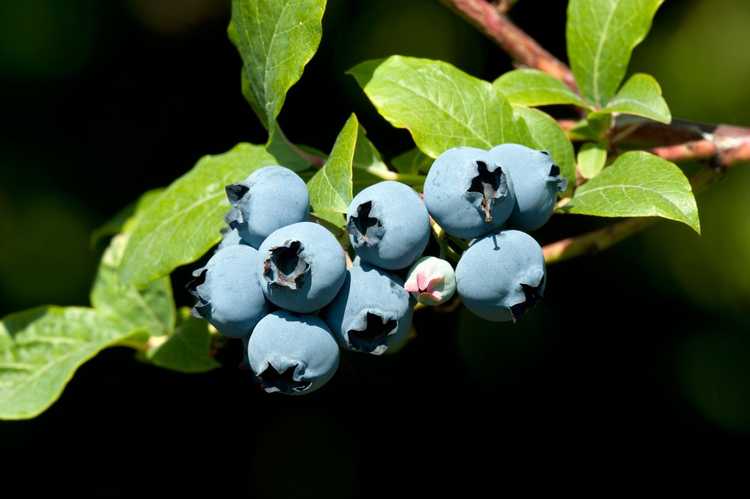 You are currently viewing Plantation de graines de bleuets : conseils pour cultiver des graines de bleuets