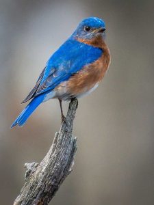 Lire la suite à propos de l’article Garder les merles bleus à proximité : comment attirer les merles bleus dans le jardin