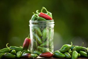 Lire la suite à propos de l’article Piments Jalapeno trop doux : raisons pour lesquelles il n'y a pas de chaleur dans les piments Jalapeno