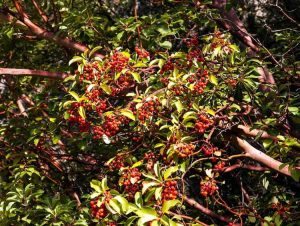 Lire la suite à propos de l’article Qu'est-ce que le bois de santal – Comment faire pousser du bois de santal dans le jardin