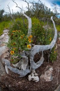 Lire la suite à propos de l’article Art de jardin en bois flotté : conseils sur l’utilisation du bois flotté dans le jardin