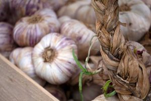 Lire la suite à propos de l’article Qu'est-ce que l'ail violet italien – Comment faire pousser de l'ail violet italien