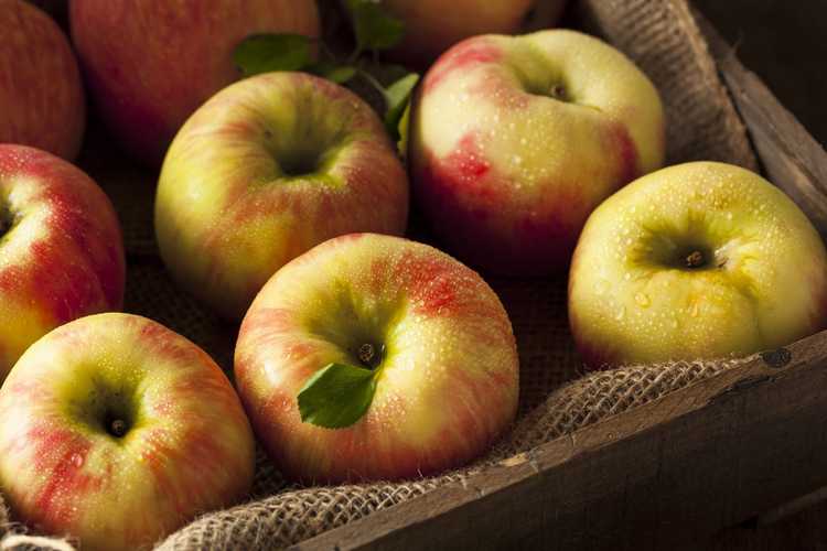 You are currently viewing Honeycrisp Apple Care – Comment faire pousser un pommier Honeycrisp