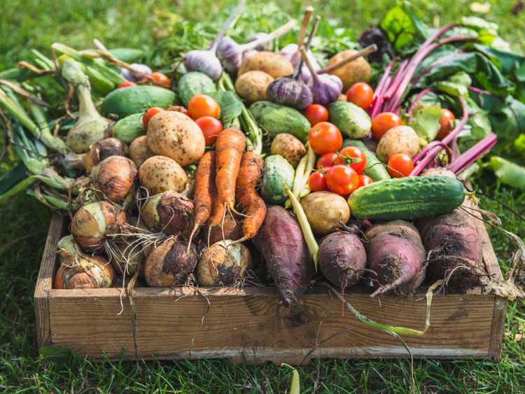 Lire la suite à propos de l’article Jardin de la victoire durable : planter un jardin pour le changement climatique