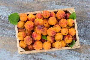 Lire la suite à propos de l’article Comment conserver les abricots : découvrez les soins post-récolte des abricots