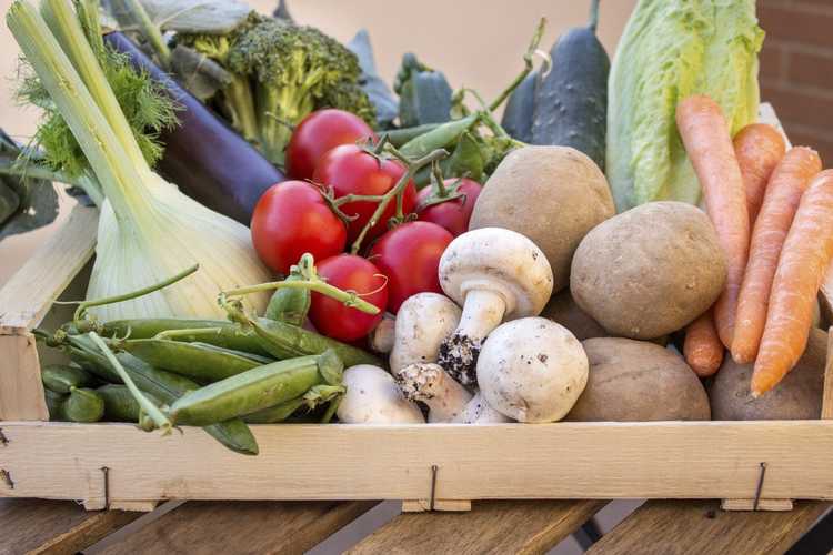 You are currently viewing Partager les surplus de récolte du jardin : que faire avec les légumes supplémentaires