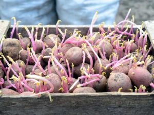 Lire la suite à propos de l’article Conseils sur la façon de cultiver des plants de pommes de terre dans le jardin