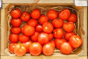 Lire la suite à propos de l’article Meilleures tomates de conservation : comment faire pousser des tomates de longue conservation