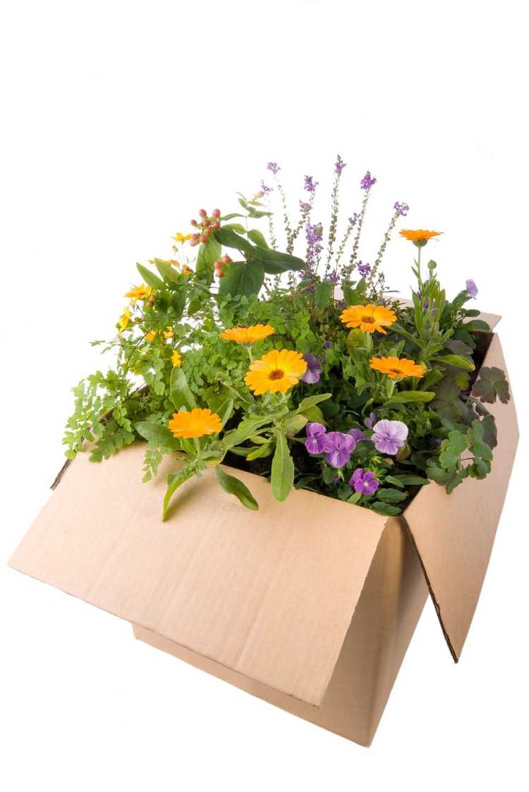 You are currently viewing Comment expédier des plantes : conseils et directives pour l'expédition de plantes vivantes par courrier