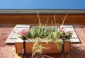 Lire la suite à propos de l’article Jardinières en plein soleil : choisir des plantes de jardinières pour l'exposition au soleil