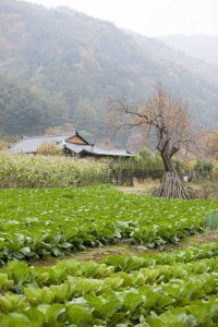 Lire la suite à propos de l’article Plantation d'automne de bok choy : un guide pour cultiver du bok choy à l'automne