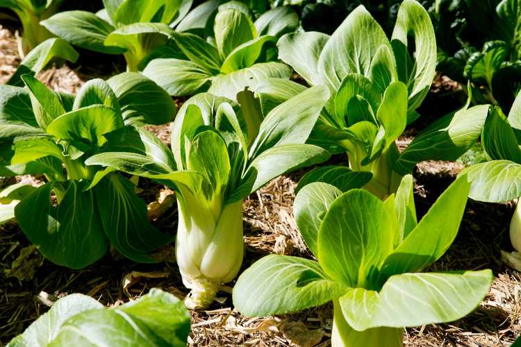 You are currently viewing Planter du Bok Choy : Comment faire pousser du Bok Choy