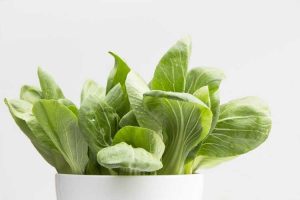 Lire la suite à propos de l’article Bok Choy In A Pot – Comment faire pousser du Bok Choy dans des conteneurs