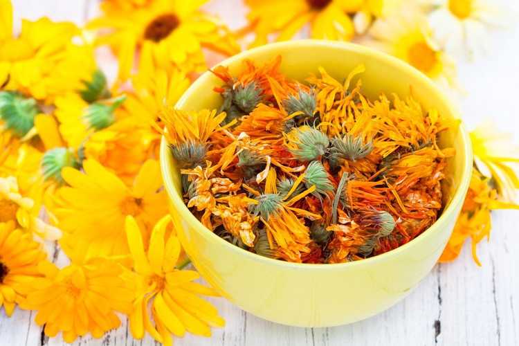 Lire la suite à propos de l’article Utilisations courantes du calendula : que faire avec les fleurs de calendula