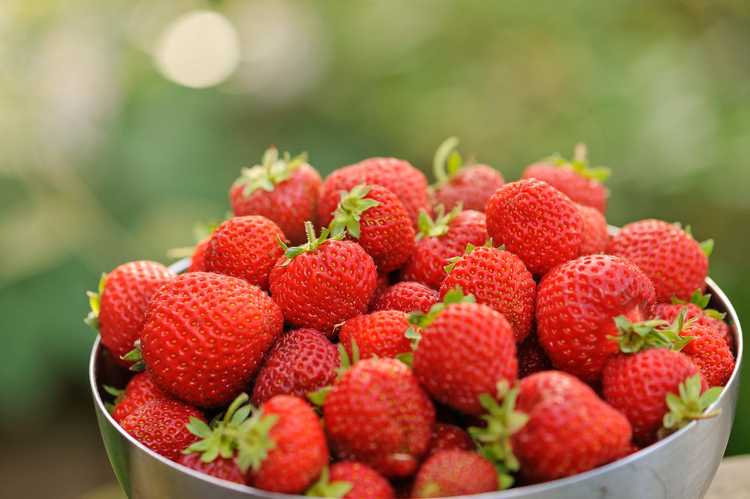 You are currently viewing Plants de fraises Honeoye: Conseils pour cultiver des fraises Honeoye