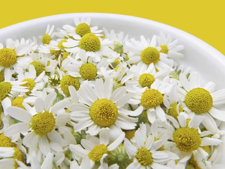 You are currently viewing Récolte de fleurs comestibles : comment et quand cueillir des fleurs comestibles