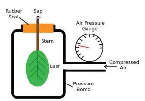 Lire la suite à propos de l’article Comment utiliser une bombe à pression – Mesurer l’eau dans les arbres avec une chambre à pression