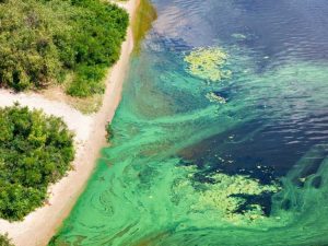 Lire la suite à propos de l’article Utiliser les algues pour lutter contre le changement climatique
