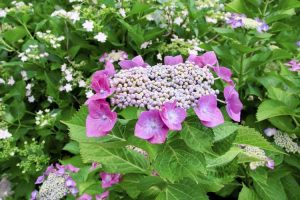 Lire la suite à propos de l’article Soin de l'hortensia Lacecap: Qu'est-ce qu'un hortensia Lacecap