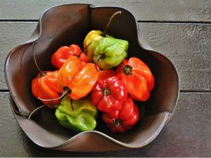 Lire la suite à propos de l’article Faits et informations sur la culture de Scotch Bonnet : Comment faire pousser des poivrons Scotch Bonnet