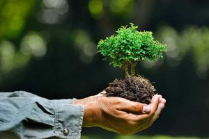 Lire la suite à propos de l’article Exigences du sol pour bonsaï : comment mélanger le sol pour les bonsaïs