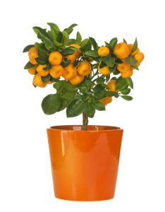 Lire la suite à propos de l’article Cultiver des arbres fruitiers comme bonsaï : découvrez l'entretien des arbres fruitiers bonsaï