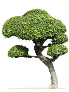 Lire la suite à propos de l’article Bonsaï d'arbre à thé Fukien : comment faire pousser un arbre à thé Fukien