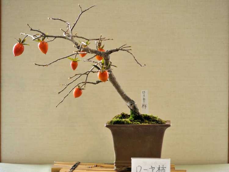 Lire la suite à propos de l’article Comment faire pousser un bonsaï kaki