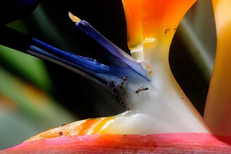 Lire la suite à propos de l’article Punaises des plantes Bird Of Paradise : Comment gérer les insectes nuisibles sur Bird Of Paradise