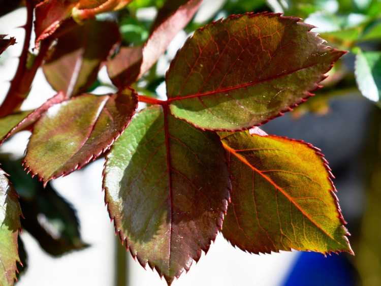 Lire la suite à propos de l’article Bords bruns sur les roses : comment traiter les bords bruns sur les feuilles de rose