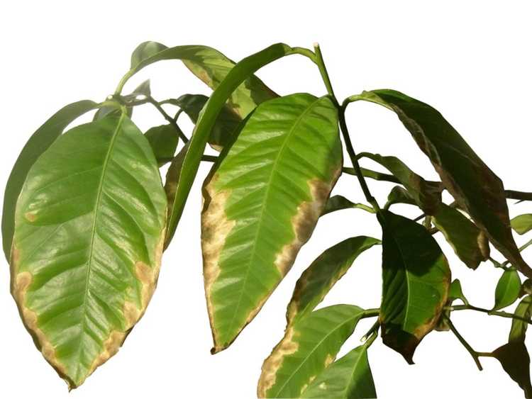Lire la suite à propos de l’article Quelles sont les causes des bords bruns sur les feuilles des plantes