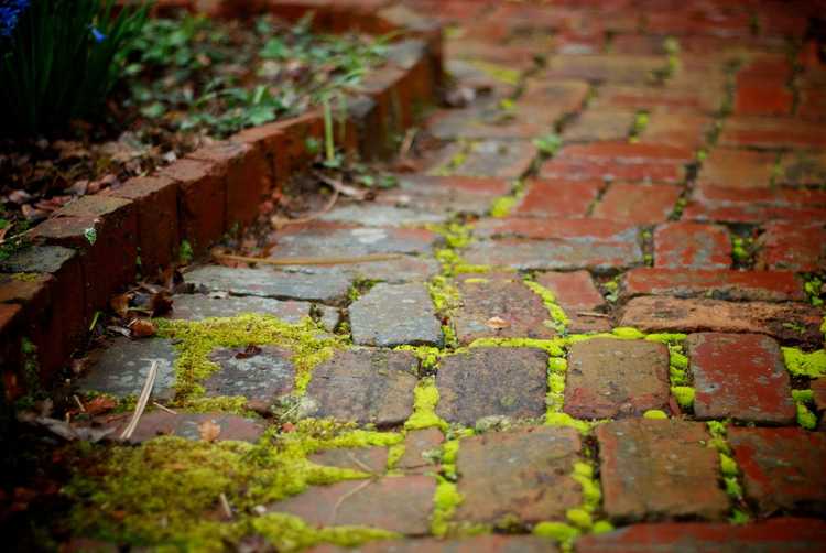 Lire la suite à propos de l’article Problèmes de soulèvement dû au gel des bordures de briques – Comment arrêter le soulèvement des briques dans le jardin