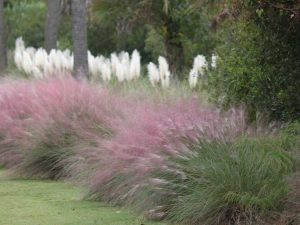 Lire la suite à propos de l’article Bordures sensationnelles avec de l'herbe ornementale