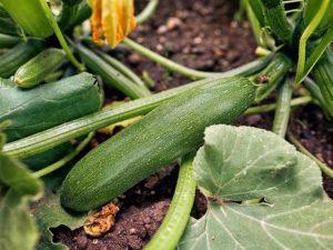 Lire la suite à propos de l’article Problèmes de courgettes : quelles sont les causes des bosses sur les courgettes