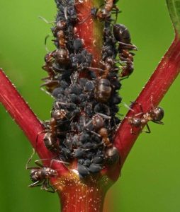 Lire la suite à propos de l’article Pourquoi les feuilles de viorne s'enroulent : raisons de l'enroulement des feuilles dans les viornes