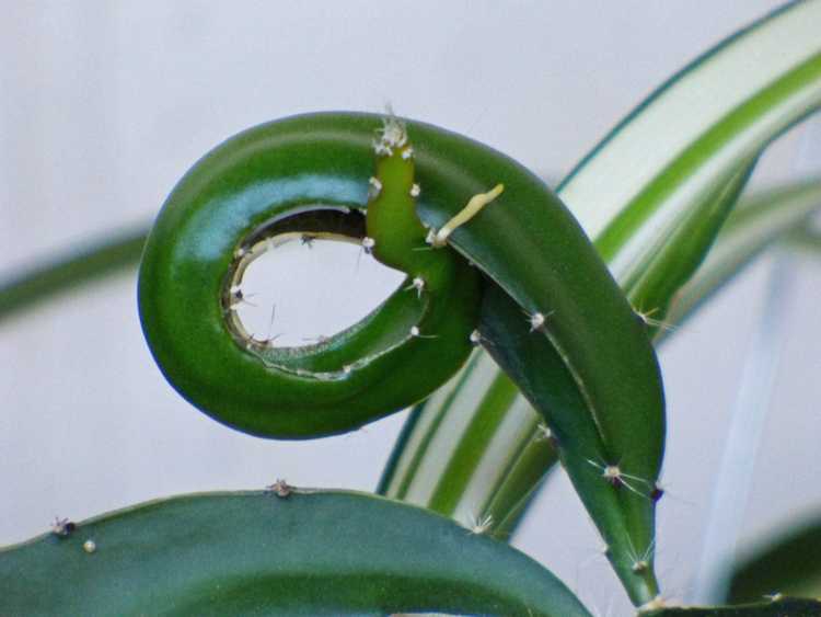 You are currently viewing Plantes en pot frisées – Que faire à propos des feuilles de plantes d'intérieur frisées