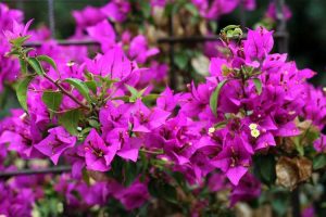 Lire la suite à propos de l’article Taille des bougainvilliers : quand dois-je tailler un bougainvillier