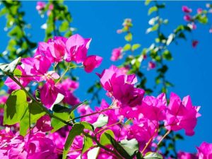 Lire la suite à propos de l’article Entretien hivernal des bougainvilliers : que faire avec un bougainvillier en hiver