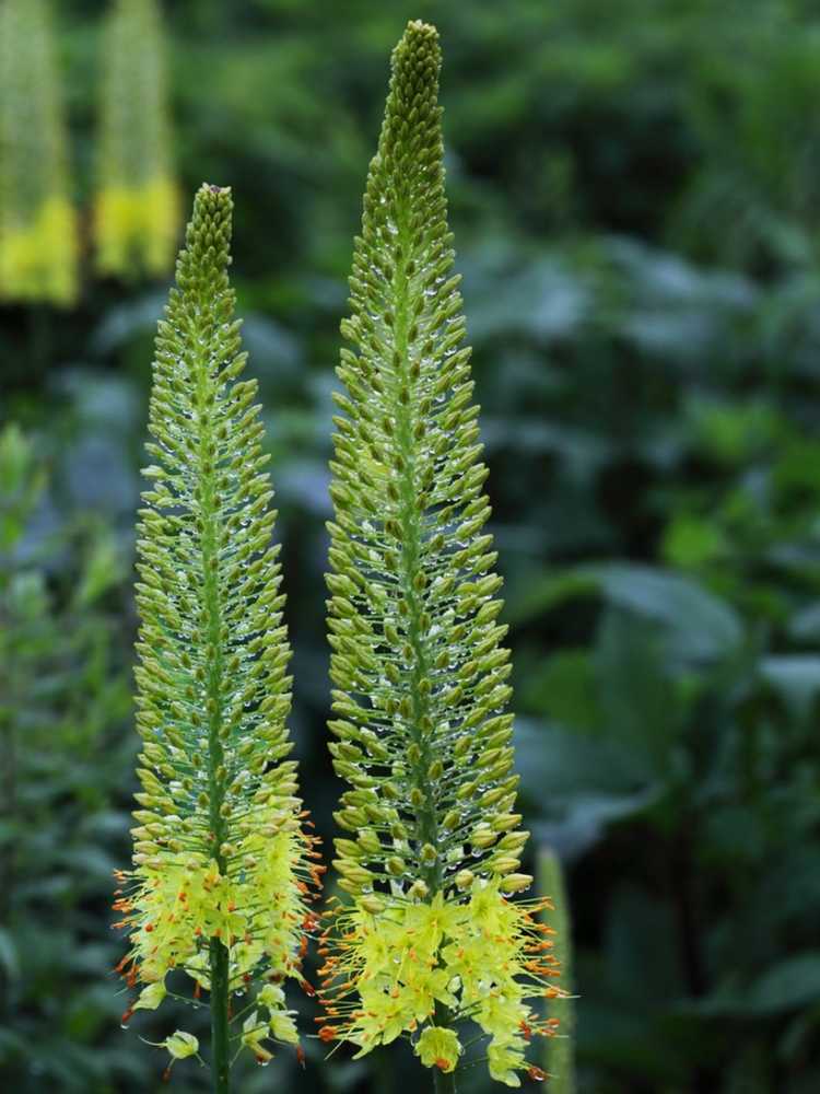 You are currently viewing Informations sur les plantes de bougies du désert – Comment faire pousser des bougies du désert de Caulanthus