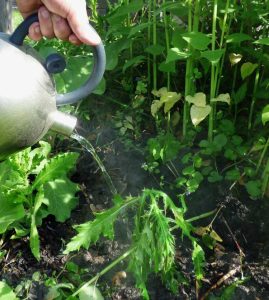 Lire la suite à propos de l’article Eau chaude et croissance des plantes : effets de verser de l'eau chaude sur les plantes