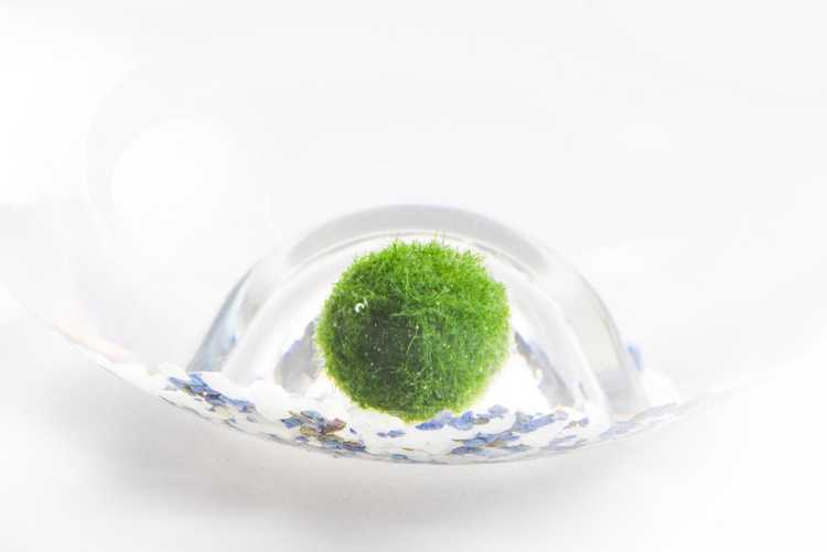 Lire la suite à propos de l’article Qu'est-ce qu'une boule de mousse Marimo – Apprenez à faire pousser des boules de mousse