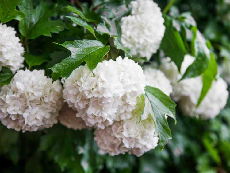 Lire la suite à propos de l’article Feuilles de viorne brunes : pourquoi les feuilles deviennent brunes sur la viorne