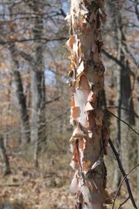 Lire la suite à propos de l’article Planter un bouleau de rivière: conseils sur la culture du bouleau de rivière