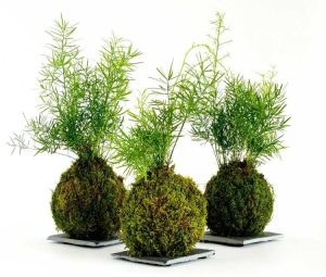 Lire la suite à propos de l’article Qu'est-ce qu'un Kokedama : conseils pour fabriquer des boules de mousse de Kokedama