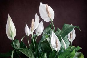 Lire la suite à propos de l’article Plantes d'intérieur à fleurs : bonnes plantes d'intérieur avec des fleurs pour une faible luminosité