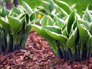 Lire la suite à propos de l’article Diviser les plantes Hosta – Quand faut-il diviser les Hostas